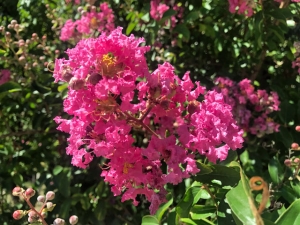 Flieder des Südens (Lagerstroemia indica)