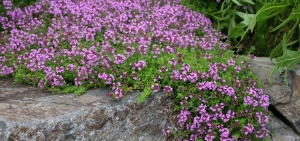 Thymian