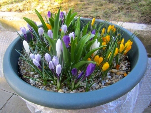 Zwiebeln im Blumentopf