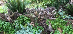 Wurzelstockgarten