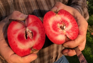 Ein neuer rotfleischiger Apfel