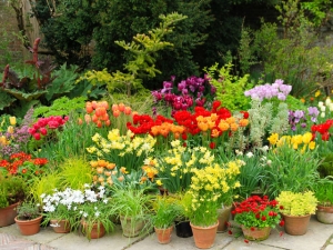 Fruehlingstopfgarten in Great Dixter