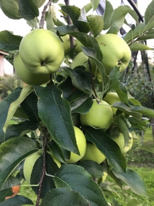 Grüner Säulenapfel