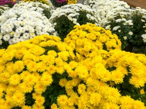 Chrysanthemen