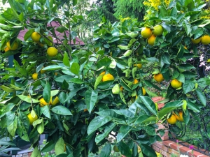 Citrus