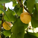 Die Frucht des Ginko - eine stinkende-Köstlichkeit