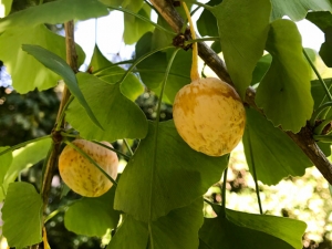 Die Frucht des Ginko - eine stinkende-Köstlichkeit