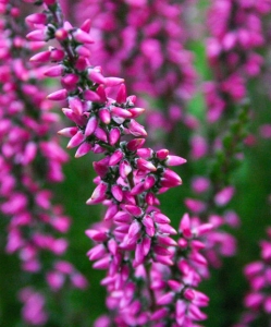 Besenheide "Gardengirl"