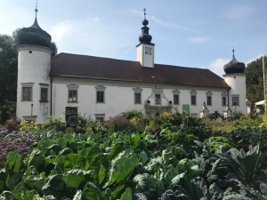 Kohlgewächse