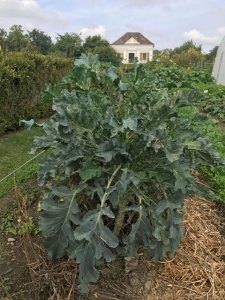 Kohl