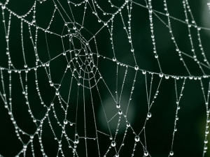 Gewinnerin der Challenge "Spinnennetze"