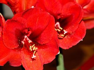 Amaryllis