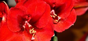 Amaryllis