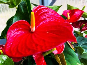 Anthurium - Flamingoblume