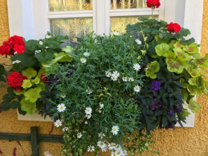 Balkonkisterl im Herbst