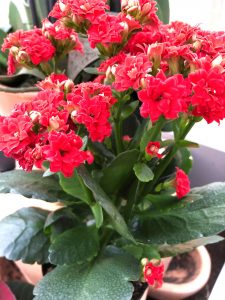 Kalanchoe - Flammendes Käthchen