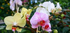 Phalaeonopsis-Orchidee