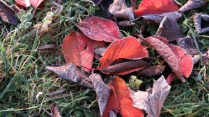 Siegerbild "Herbstchallenge 2017" (Bild: Gerald Pöch)