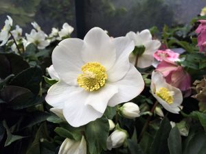 Christrose Wintergold