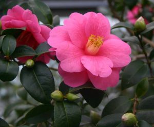 Kamelie - liebt k&uuml;hle Pl&auml;tze