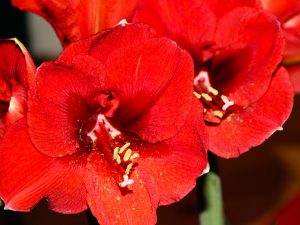 Amaryllis