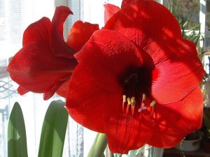 Amaryllis