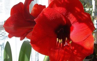 Amaryllis