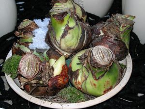 Amaryllis-Zwiebel