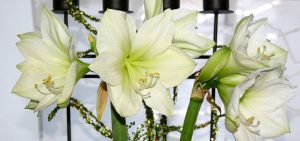Amaryllis