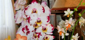 Zimmerorchideen