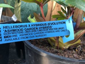 Helleborus X Hybridus