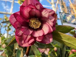 Schneerose