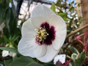 Schneerose