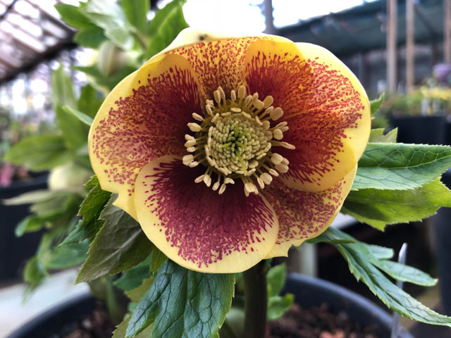 Lenzrosen die großen Stars des Vorfrühlings Biogärtner
