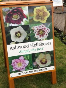 Ashwood Hellebores