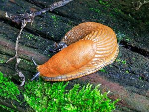 Schnecke