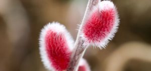 Rosa Riesenweidenkätzchen