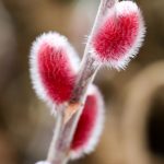 Rosa Riesenweidenkätzchen