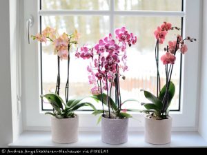 Gewinnerin "Lieblinge auf der Fensterbank"