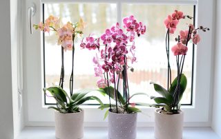 Gewinnerin "Lieblinge auf der Fensterbank"