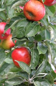 Äpfel