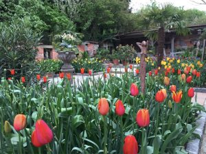 Tulpen im Toskanagarten Ploberger