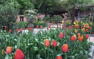Tulpen im Toskanagarten Ploberger