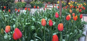 Tulpen im Toskanagarten Ploberger