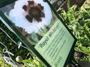 Chelsea Flower Show 2018