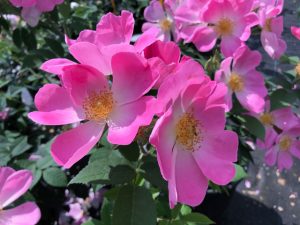 Rosa Complicata Gallica