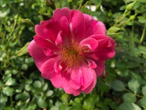 Rose Bienenweide Rosa - Züchter Tantau