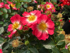 Rose Bienenweide apricot - vom Züchter Tantau