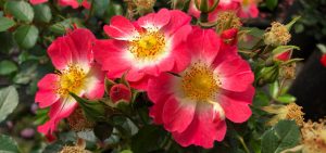 Rose Bienenweide apricot - vom Züchter Tantau