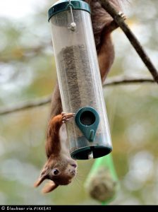 Siegerbild "Tiere in meinem Garten 2018"